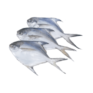 THE BASKET WHITE CHANDA (MEDIUM)  KG