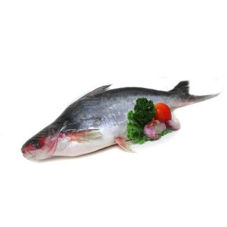 THE BASKET PANGASH FISH LOCAL (MEDIUM)  KG