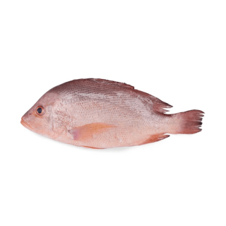 THE BASKET RED SNAPER ( BIG) KG