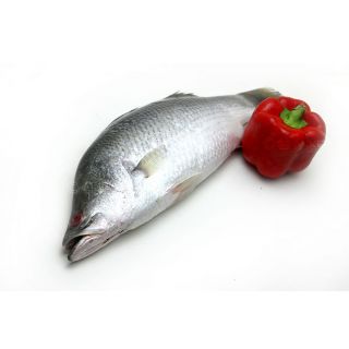 THE BASKET KORAL FISH LOCAL (MEDIUM) KG