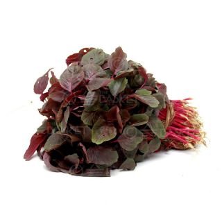 THE BASKET RED SPINACH 1 BUNCH