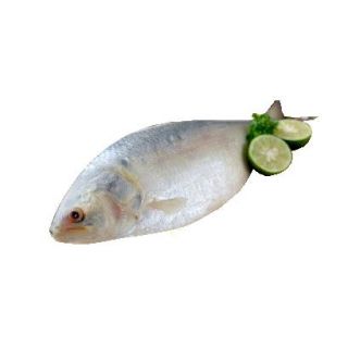 THE BASKET HILSHA FISH (MEDIUM) KG