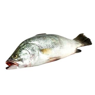 THE BASKET KORAL FISH (SP) KG