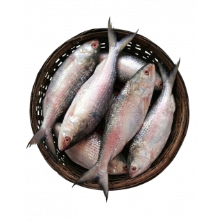 HILSHA FISH THE BASKET (400 - 499 GM)