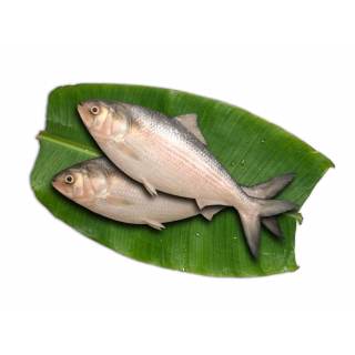 HILSHA FISH THE BASKET (500 - 699 GM)