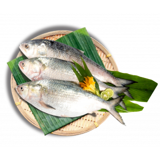 HILSHA FISH THE BASKET (1000 - 1199 GM)