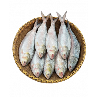 HILSHA FISH THE BASKET (300 - 399 GM)