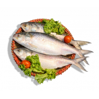 HILSHA FISH THE BASKET (1200 - 1399 GM)