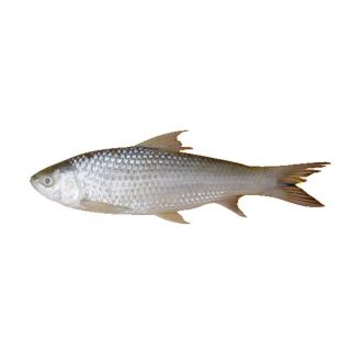 THE BASKET BATA FISH LOCAL (MEDIUM) KG