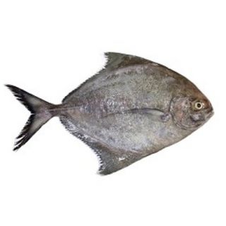 BLACK CHANDA FISH THE BASKET ( BIG) KG