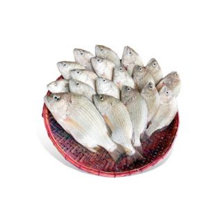 DATINA KORAL (BIG) KG