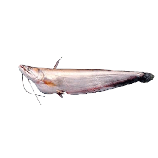 THE BASKET BOAL FISH ( BIG) KG
