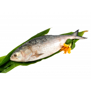 HILSHA FISH THE BASKET (900 - 999 GM) KG
