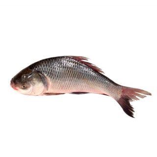 KATOL FISH THE BASKET ( BIG) KG