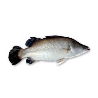THE BASKET KORAL FISH SEA (MEDIUM) KG