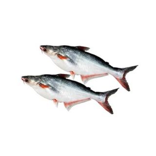 PANGASH FISH (SEA) KG