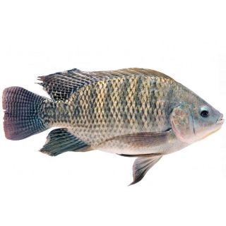 TELAPIA FISH THE BASKET (SP) KG