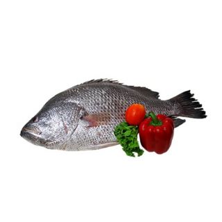 GANG KOI FISH (MEDIUM) KG