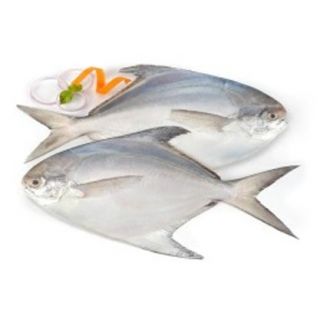 WHITE CHANDA (SP) KG